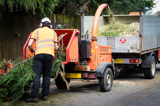 The Steps Involved in Our Tree Care Process in Auburn, WA